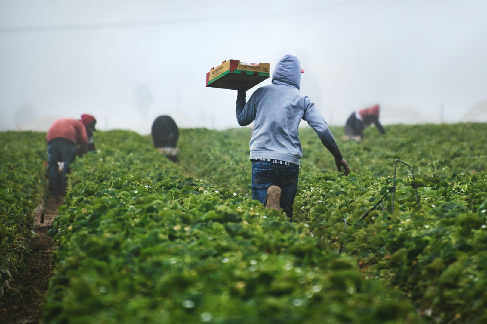 Nigeria launches $500 million agricultural fund to transform Niger Delta and reduce oil dependence